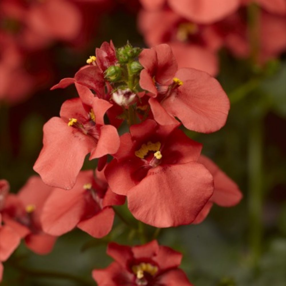 Diascia Deep Salmon