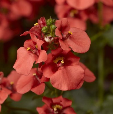 Diascia Deep Salmon