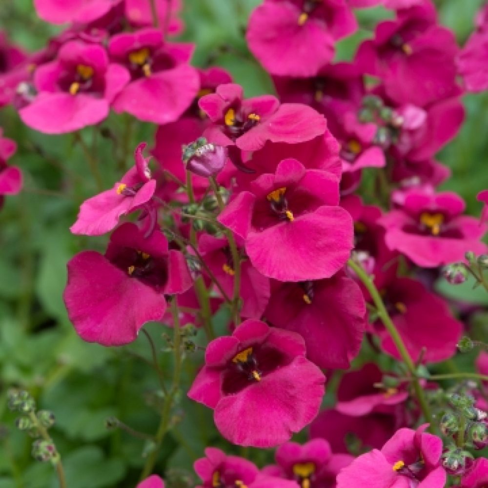 Diascia-Diamond-Fuchsia