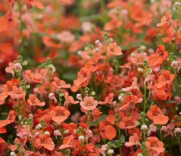 Diascia LITTLE TANGO