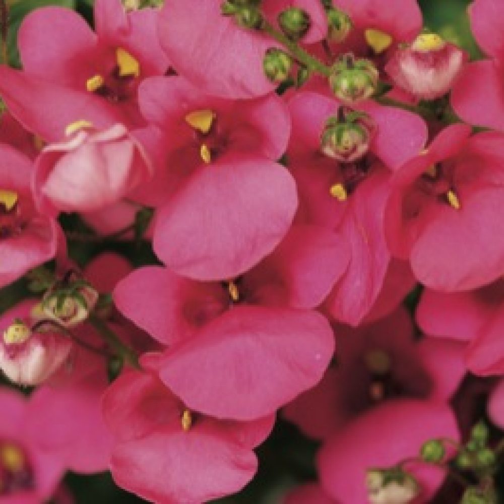 Diascia Rose