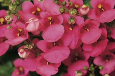 Diascia Rose