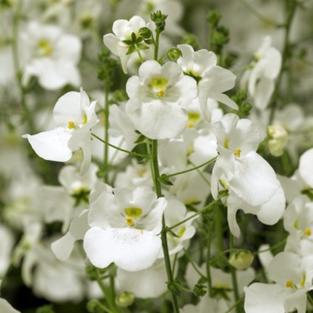 Diascia pure White