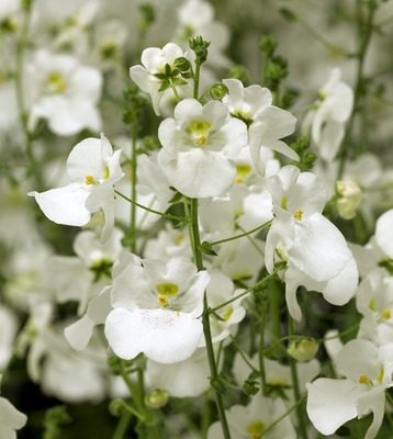 Diascia pure White