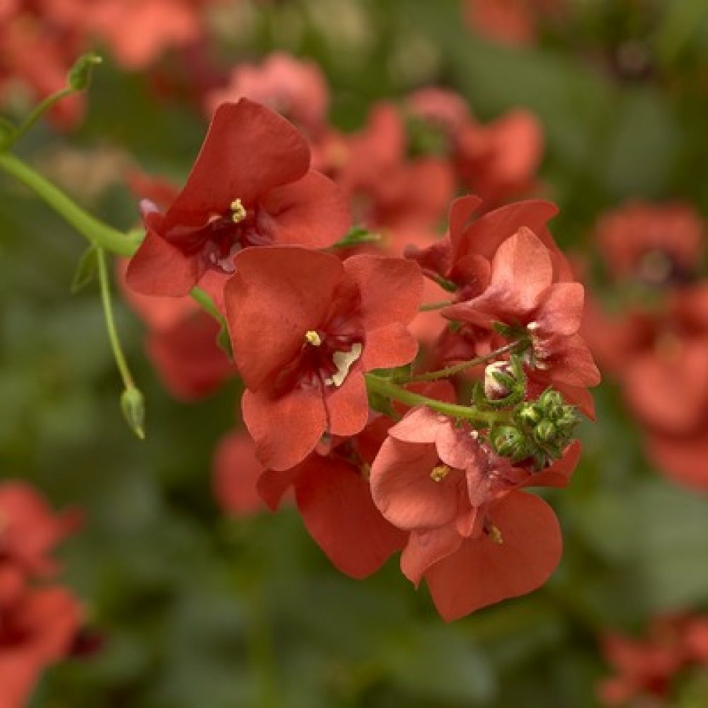 Diascia orange