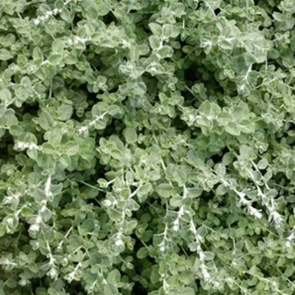 Helichrysum Micro