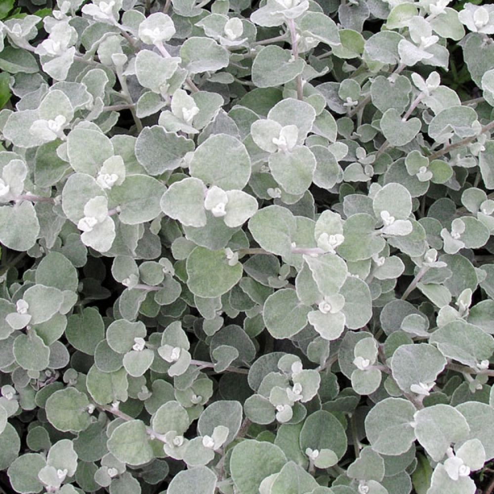 Helichrysum Silver