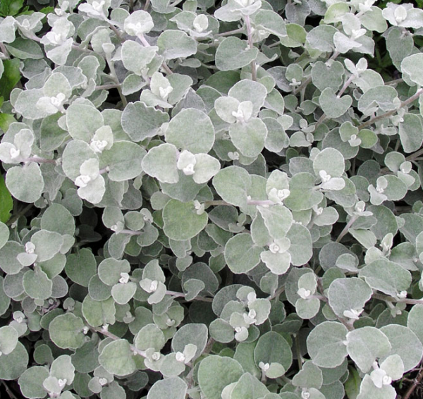 Helichrysum Silver