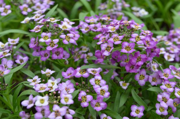 LOBULARIA LAVENDER