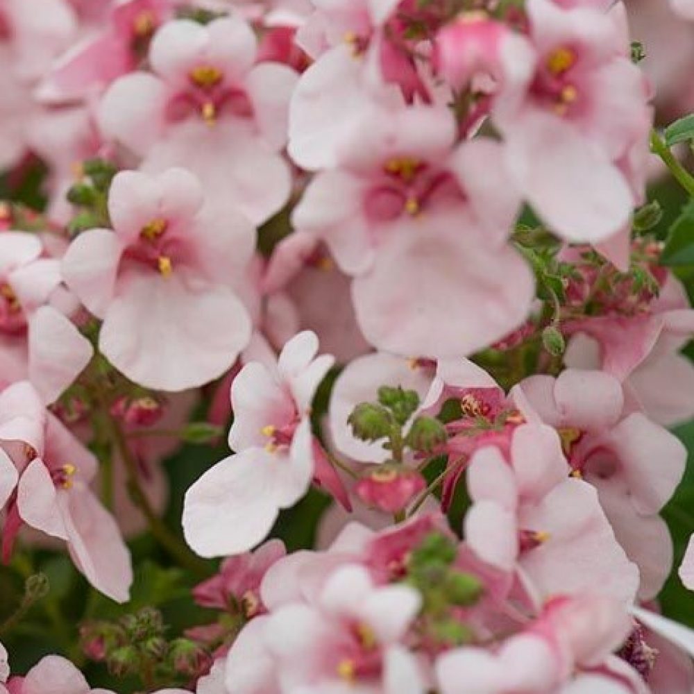 Diascia appleblossom