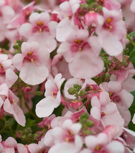 Diascia appleblossom