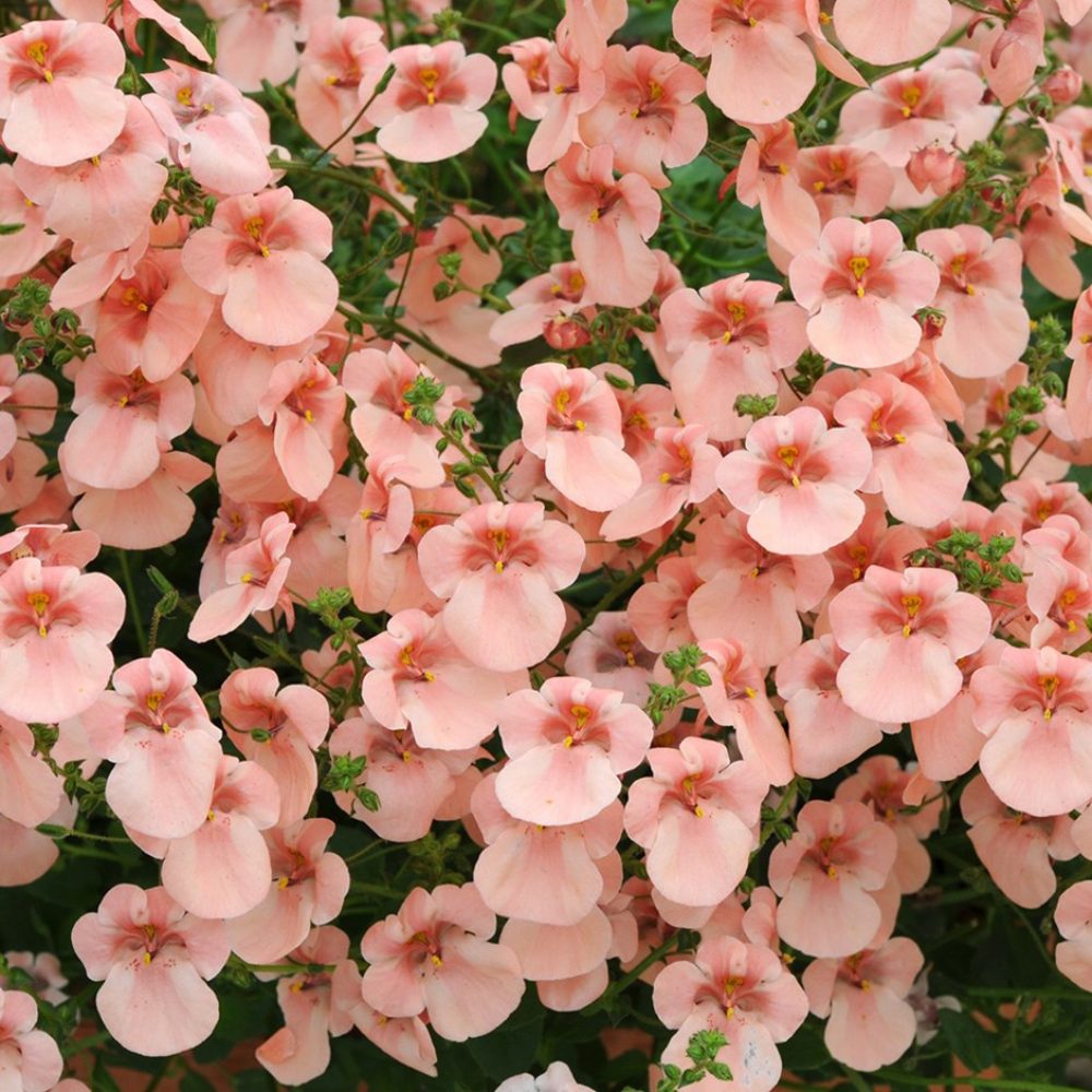 diascia little dazzler