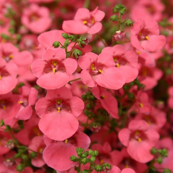 diascia little dreamer