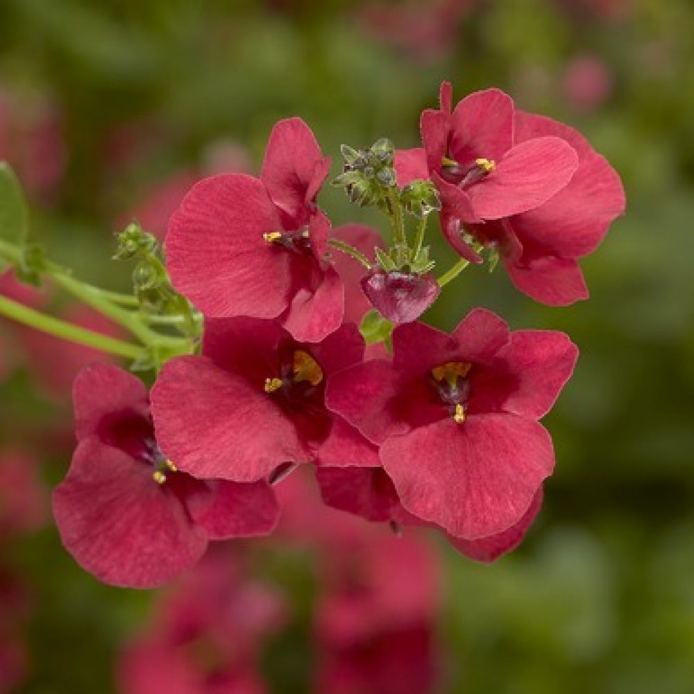 diascia red