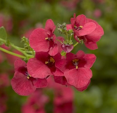 diascia red