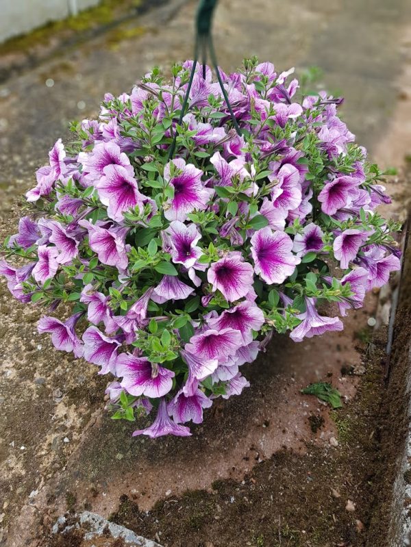 Summer Plastic Basket