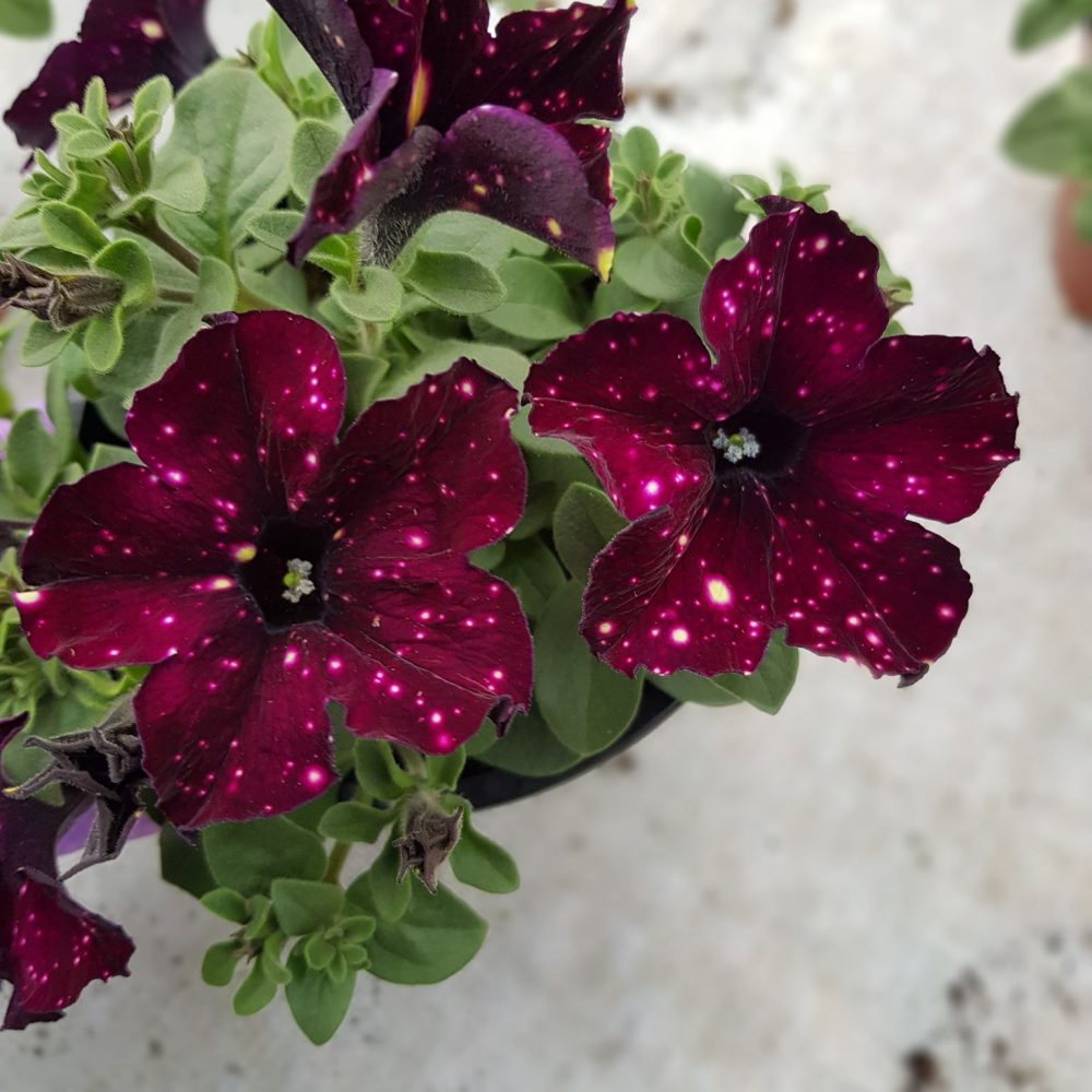 Petunia Lightning Sky 2