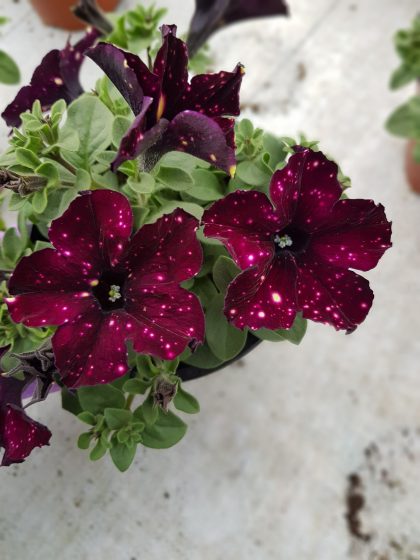 Petunia Lightning Sky 2