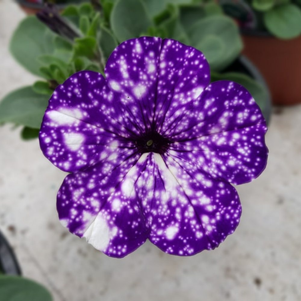 Petunia NightSky 3