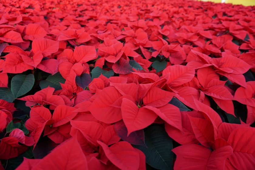 Poinsettia Colours