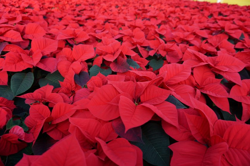 Poinsettia Colours