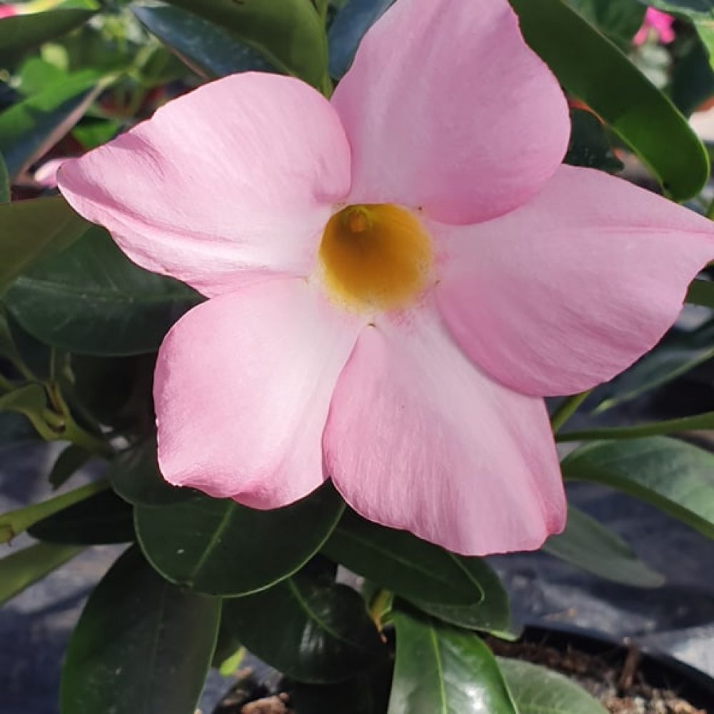 Mandevilla Soft Pink