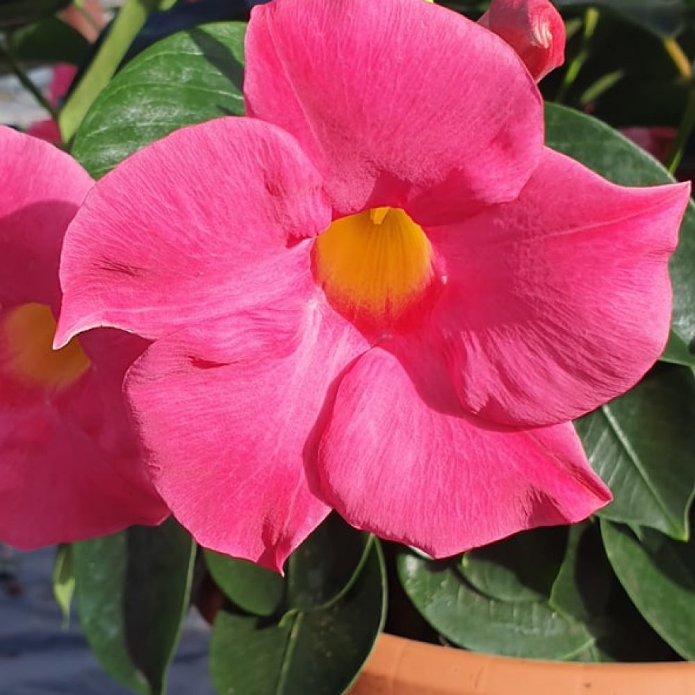 Mandevilla Rose