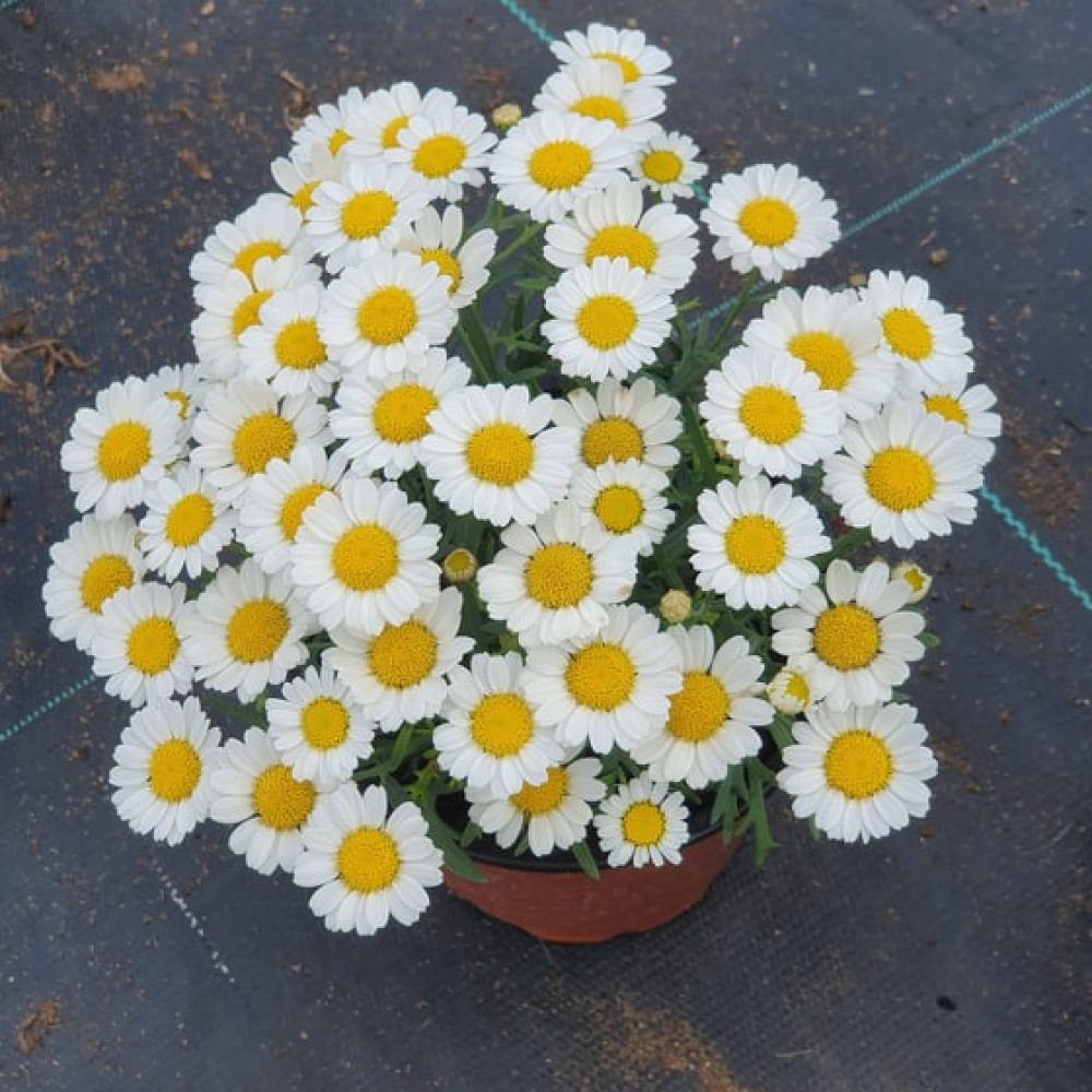 Agryanthemum White