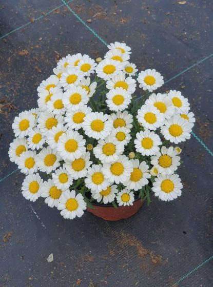 Agryanthemum White