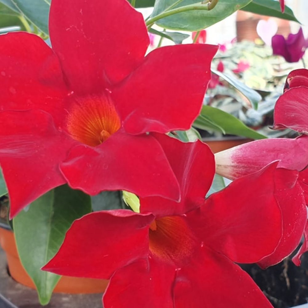 Mandevilla red