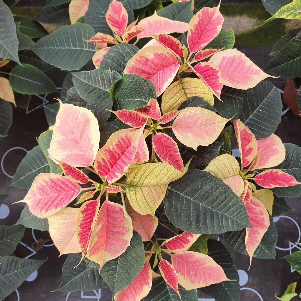 Dark Marble Poinsettia 1