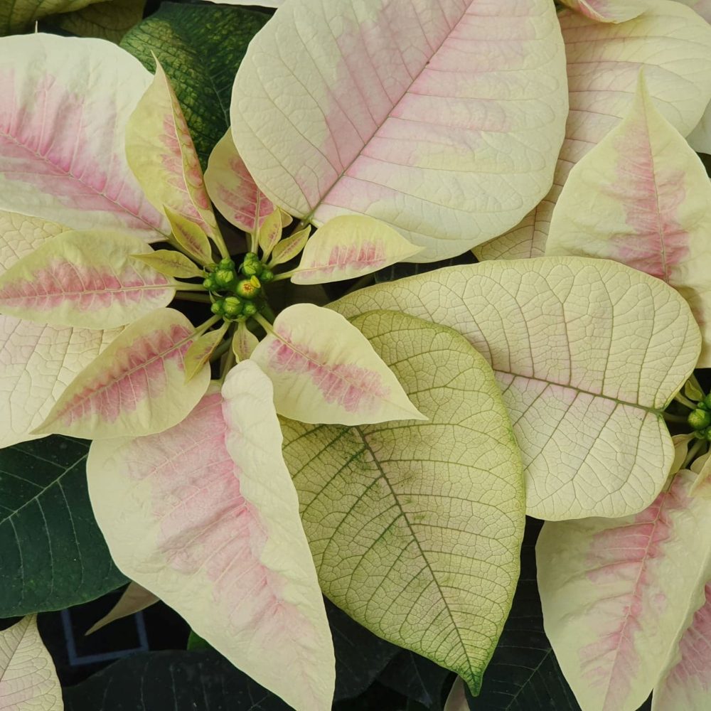 Light Marble Poinsettia 3