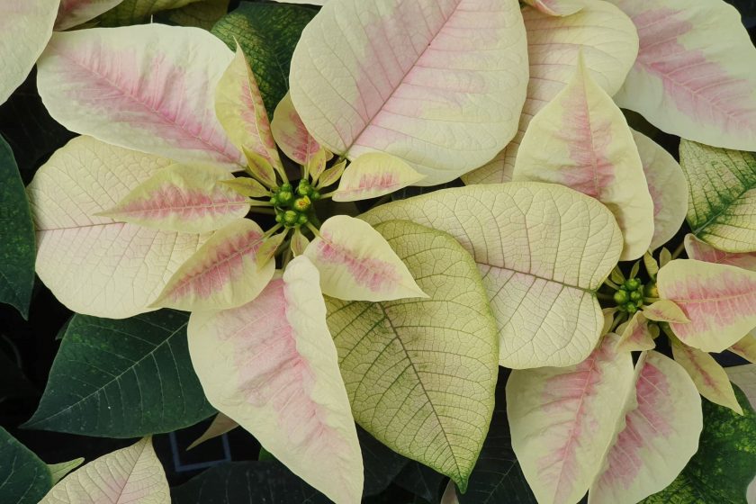 Light Marble Poinsettia 3