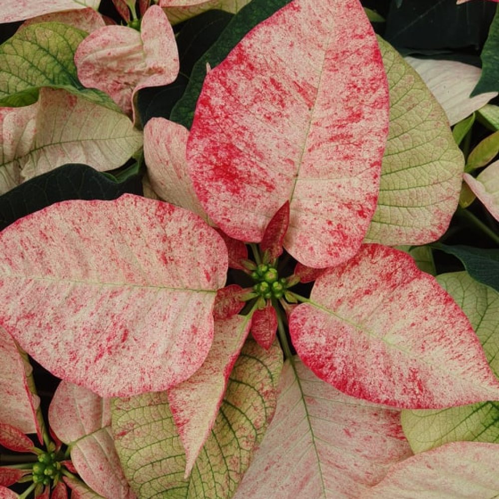 Picaso Poinsettia