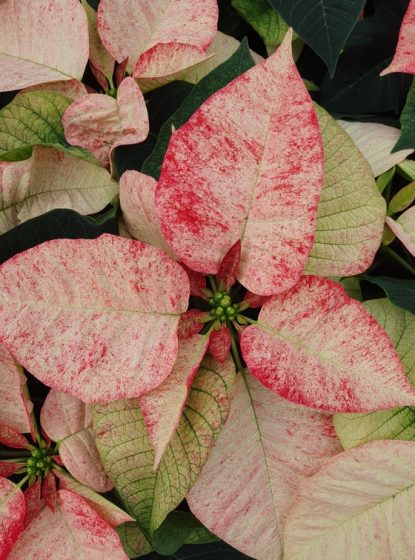 Picaso Poinsettia