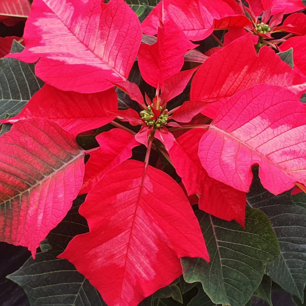 Poinsettia Ice Punch 1