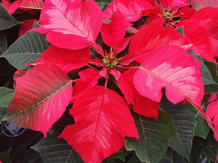 Poinsettia Ice Punch 1