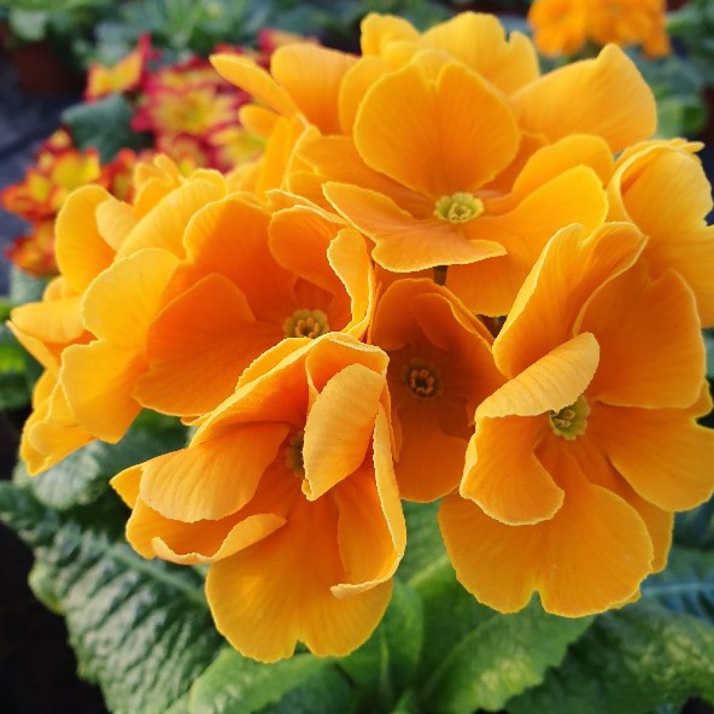 Polyanthus 10cm