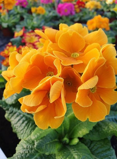 Polyanthus 10cm