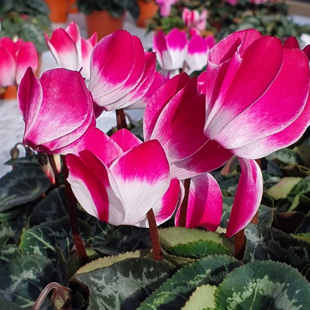 indiaka Cyclamen