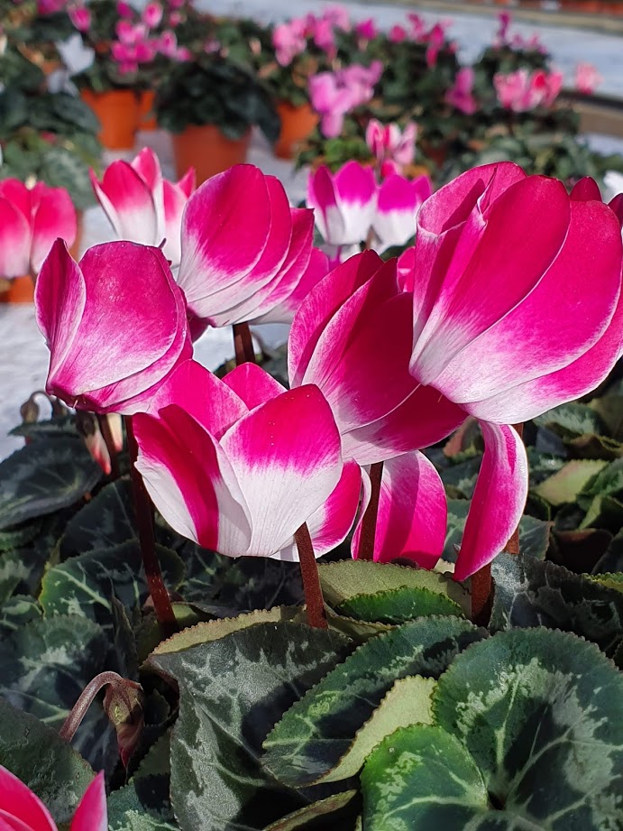 13CM INDIAKA CYCLAMEN | MG Webber West Country Grown Ltd.