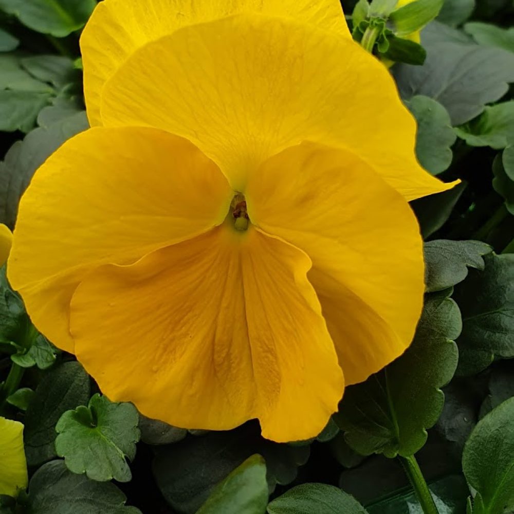 Golden Yellow Pansy 6 Pack