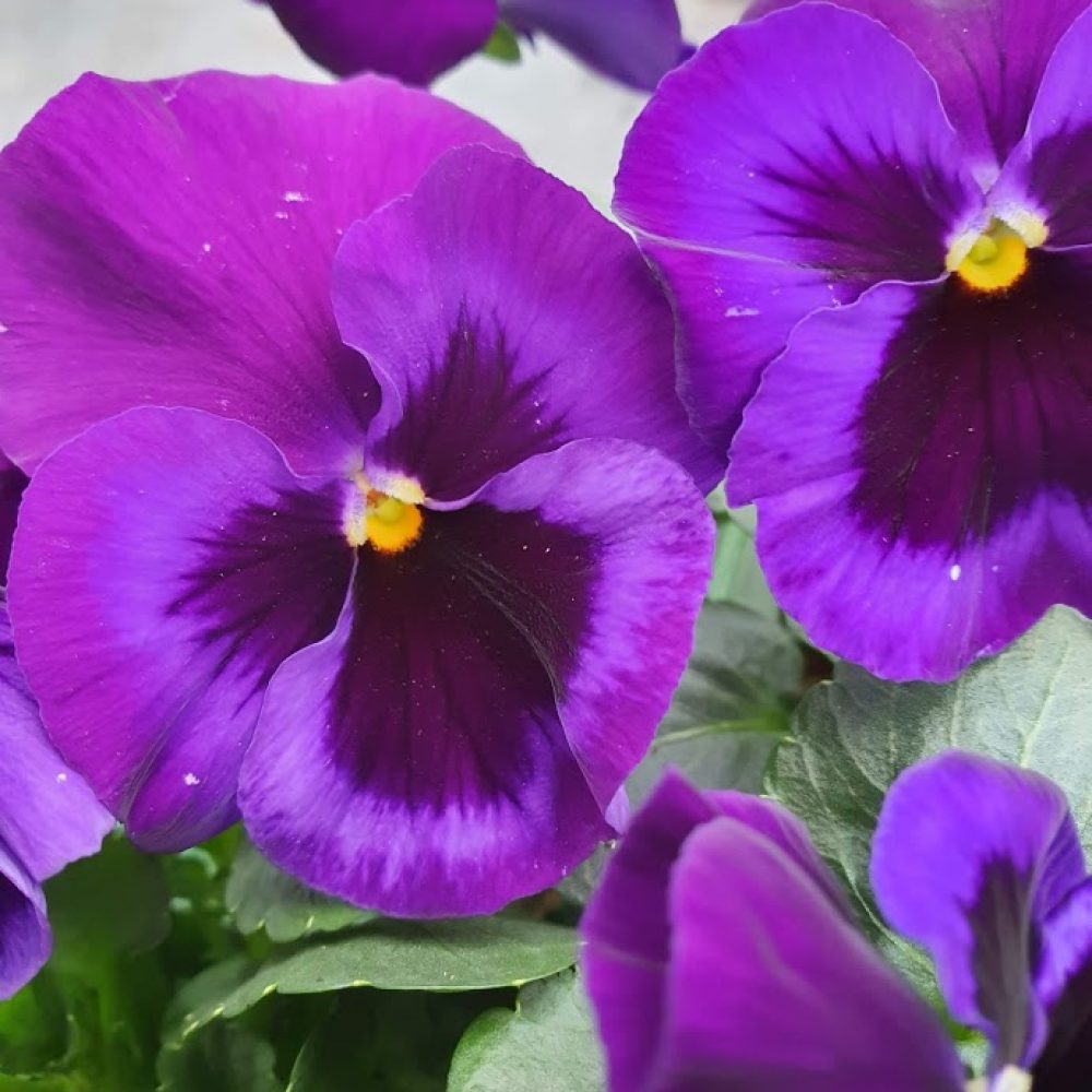 Neon Violet Pansy 6 pack