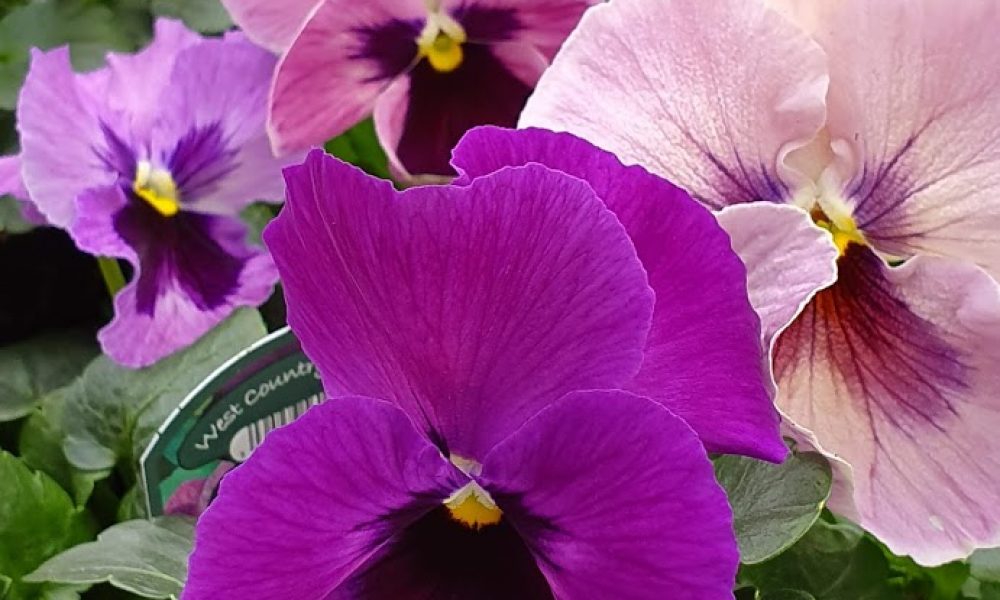 Lavender Surprise Pansy 6 Pack