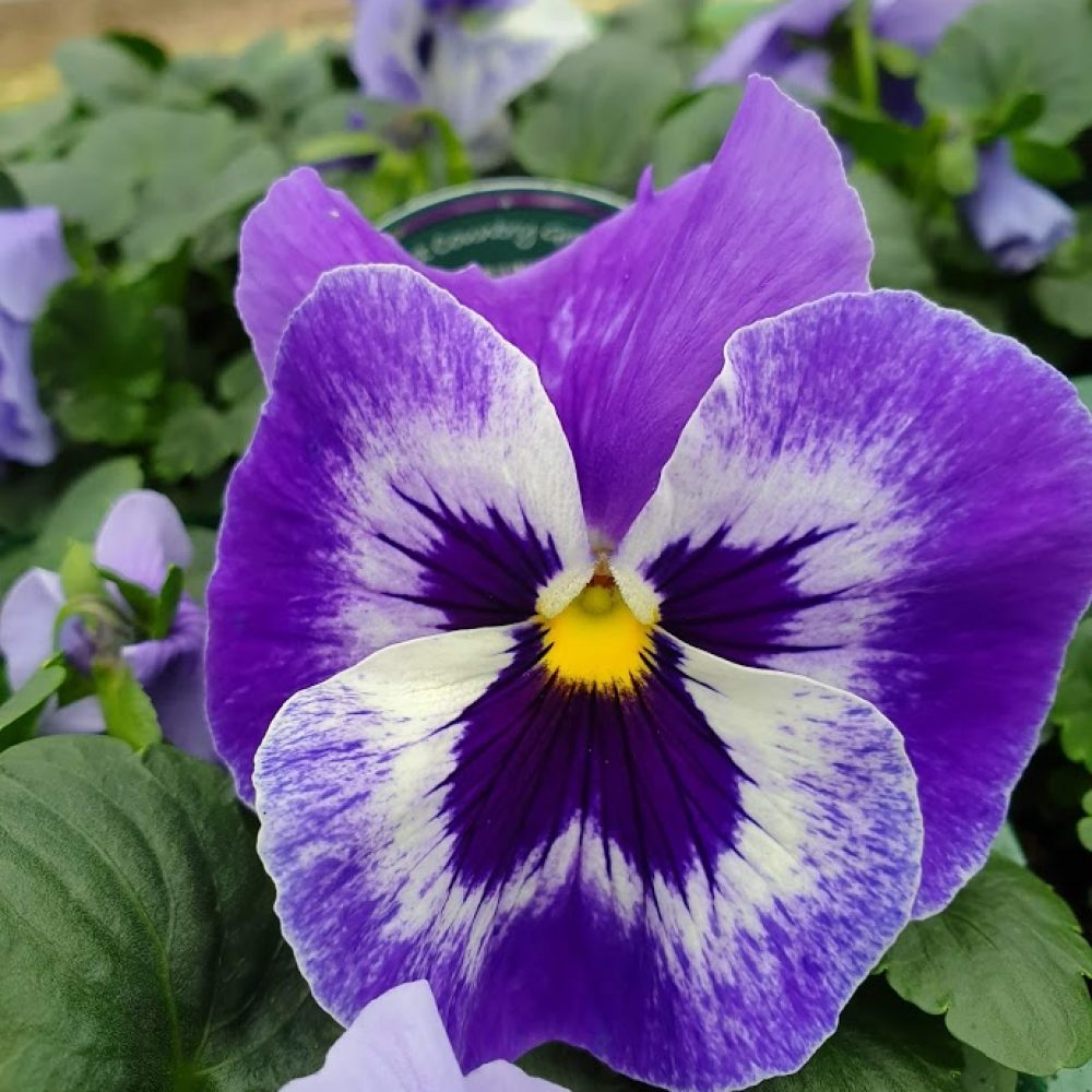 Pansy Marina 6 Pack 1