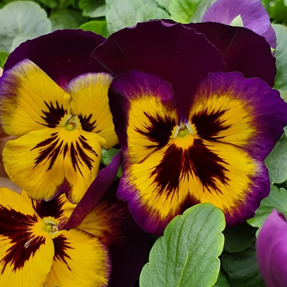 Midnight Sun Pansy 6 Pack