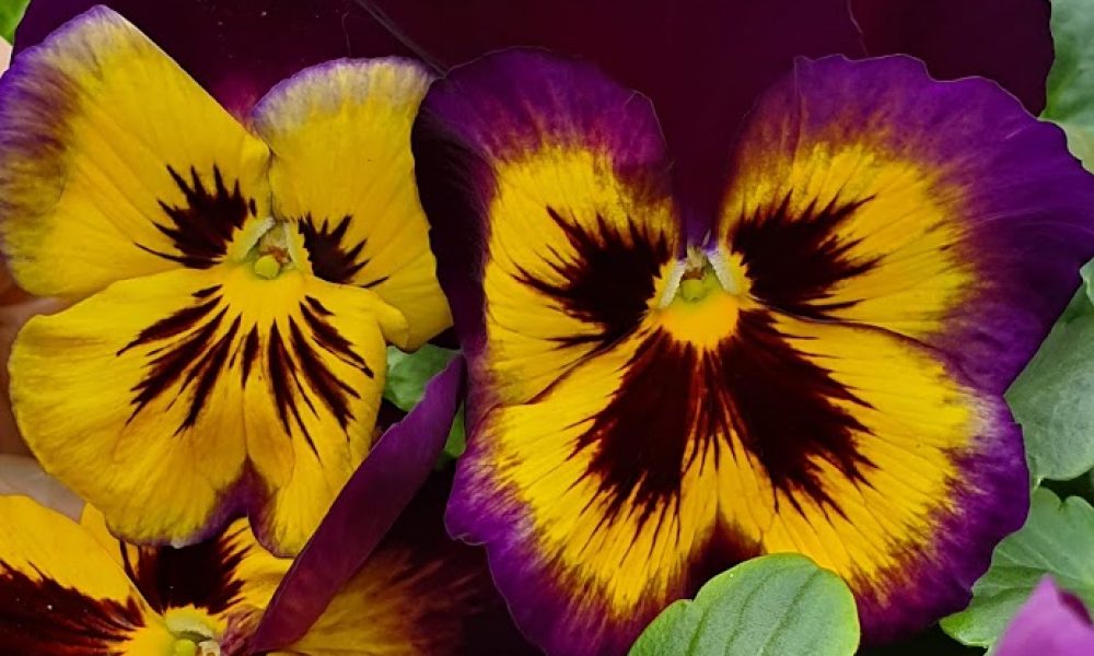 Midnight Sun Pansy 6 Pack