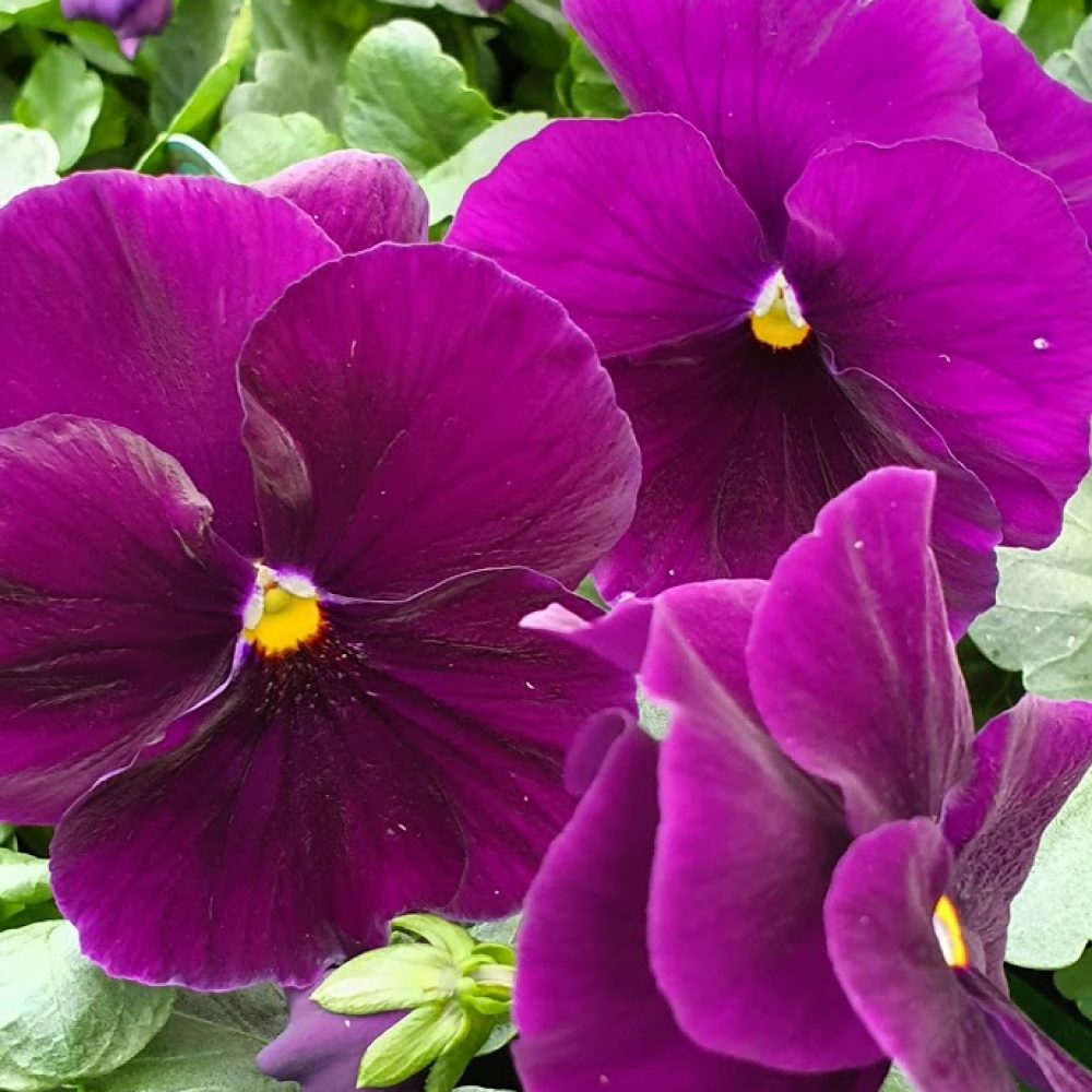 Pure Violet Pansy 6 Pack