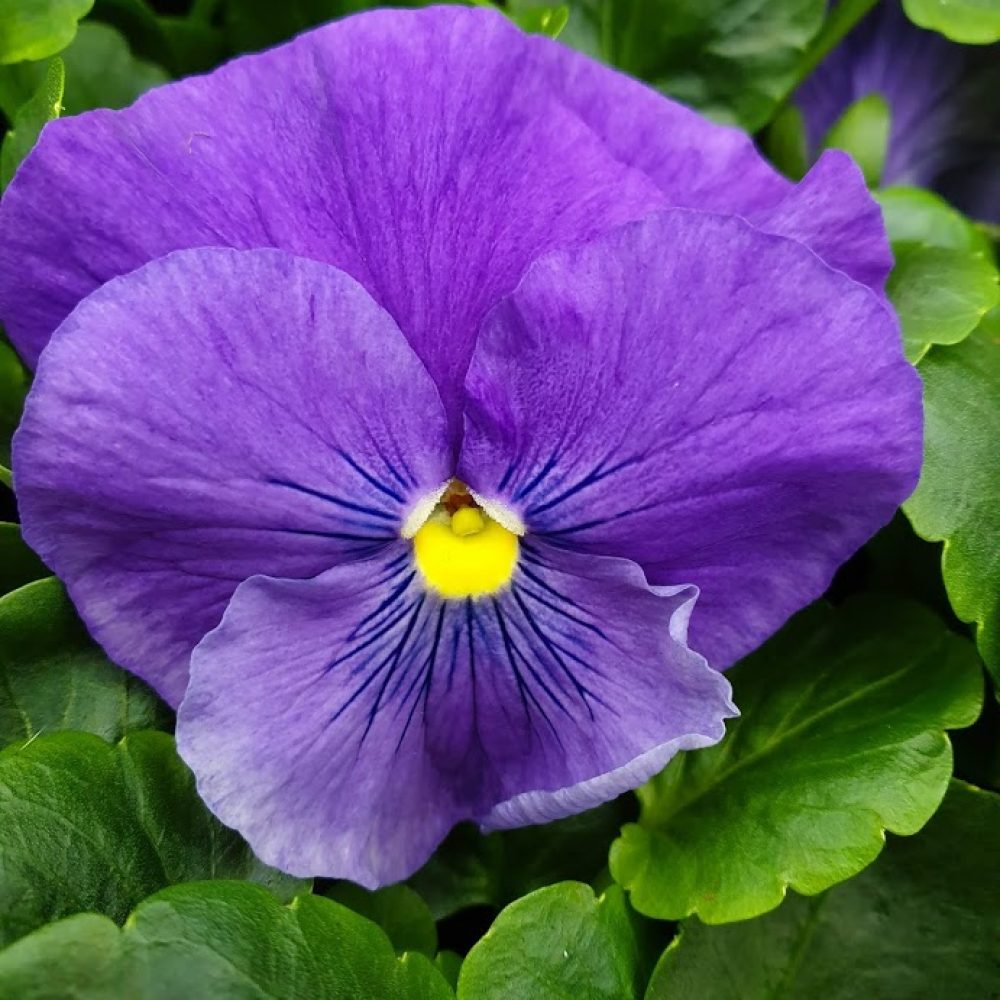 True Blue Pansy 6 Pack