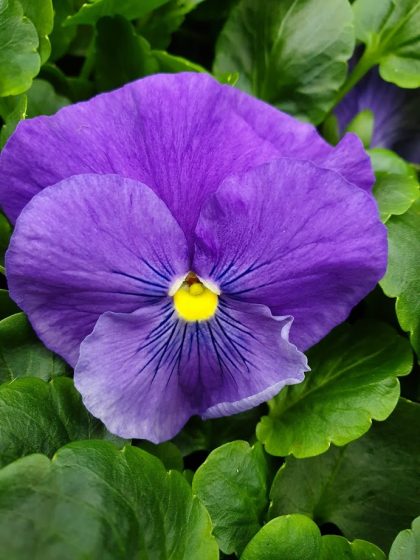 True Blue Pansy 6 Pack